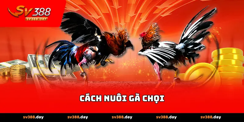 Cách Nuôi Gà Chọi