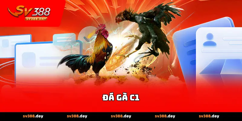 Đá gà C1
