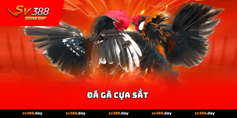 Đá gà cựa sắt