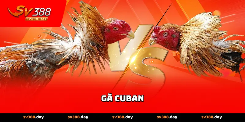 Gà Cuban